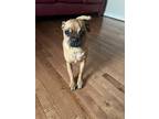 Adopt Niko a Tan/Yellow/Fawn - with Black Pug / Jack Russell Terrier / Mixed dog