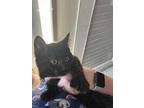 Adopt Tippy a All Black Domestic Shorthair / Domestic Shorthair / Mixed cat in