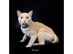 Adopt Biscuit a Cream or Ivory Domestic Shorthair / Mixed cat in Hot Springs