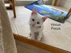 Adopt Hocus Pocus a White Domestic Shorthair / Domestic Shorthair / Mixed cat in