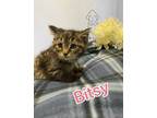 Adopt Bitsy a All Black Domestic Shorthair / Domestic Shorthair / Mixed cat in