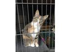 Adopt Corona a Calico or Dilute Calico Domestic Shorthair / Mixed (short coat)