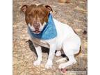 Adopt 49451215 a White American Pit Bull Terrier / Mixed dog in Lancaster