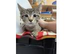 Adopt Mirage a Brown or Chocolate Domestic Shorthair / Domestic Shorthair /
