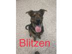 Adopt Blitzen a German Shepherd Dog / American Pit Bull Terrier / Mixed dog in