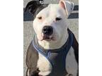 Adopt LEXY a Pit Bull Terrier / Mixed dog in Elizabethton, TN (33712604)
