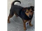 Adopt EDDIE a Terrier (Unknown Type, Medium) / Mixed dog in Elizabethton
