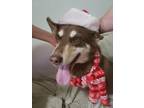 Adopt Tundra a Brown/Chocolate - with White Husky / Mixed dog in Detroit