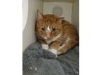 Adopt Theon a Domestic Shorthair / Mixed (short coat) cat in Park City