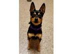 Adopt Casanova a Australian Kelpie / Mixed dog in Fremont, OH (33712524)