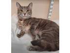 Adopt Sparrow a Domestic Shorthair / Mixed (short coat) cat in Fremont