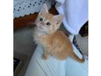 Adopt Boo a Domestic Shorthair / Mixed (short coat) cat in Newnan, GA (33712420)