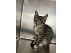 Adopt Marble a Domestic Shorthair / Mixed (short coat) cat in Greeneville