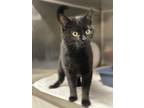Adopt Esmeralda a Domestic Shorthair / Mixed (short coat) cat in Saint Albans