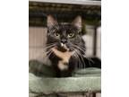 Adopt Klara a Domestic Shorthair / Mixed (short coat) cat in Saint Albans