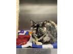 Adopt Hallie a Domestic Shorthair / Mixed (short coat) cat in Saint Albans