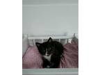 Adopt Bo a Domestic Shorthair / Mixed (short coat) cat in Cambridge