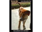 Adopt Juice A Tan/Yellow/Fawn - With White Bloodhound / Beagle Dog In Benton