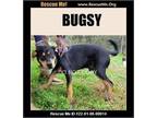 Adopt Bugsy a Black - with Tan, Yellow or Fawn German Shepherd Dog / Black and