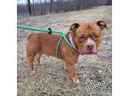 Adopt Bubba Gump a American Pit Bull Terrier / Mixed dog in Defiance