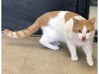 Adopt Manchego a Domestic Shorthair / Mixed (short coat) cat in Tiffin