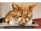 Adopt PepperJack a Domestic Shorthair / Mixed (short coat) cat in Tiffin