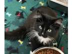 Adopt Gorgonzola a Domestic Longhair / Mixed (short coat) cat in Tiffin