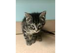 Adopt Fava a Domestic Mediumhair / Mixed (short coat) cat in Tiffin