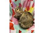 Adopt Dakota a Gray, Blue or Silver Tabby Domestic Longhair (long coat) cat in