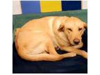 Adopt Dina a Labrador Retriever / Mixed dog in Austin, TX (33711258)