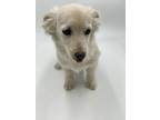 Adopt Tinky a Mixed Breed (Medium) / Mixed dog in Thousand Oaks, CA (33709965)