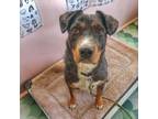 Adopt Hocus a Australian Cattle Dog / Mixed dog in Austin, TX (33711285)