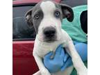Adopt Screech a American Pit Bull Terrier / Mixed dog in Austin, TX (33711269)