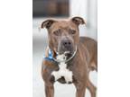 Adopt Kringle a Mixed Breed (Medium) / Mixed dog in Dearborn, MI (33711421)