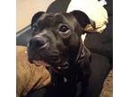 Adopt Cashious a Black American Staffordshire Terrier / Mixed dog in Flintstone