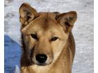 Adopt Charlize a Jindo / Mixed dog in San Ramon, CA (33711295)