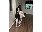 Adopt Fendi a Black - with White Border Collie dog in Newport Beach