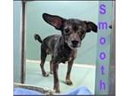 Adopt Smooth a Black - with Gray or Silver Beagle / Mixed dog in Westwood