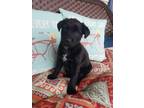 Adopt Lucas a Labrador Retriever / Border Collie / Mixed dog in Scottsboro