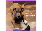 Adopt Maggie a Brown/Chocolate - with White Jack Russell Terrier / Beagle /