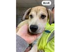 Adopt Blue a White - with Tan, Yellow or Fawn Husky / Boxer / Mixed dog in