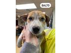 Adopt Balto a White - with Tan, Yellow or Fawn Husky / Boxer / Mixed dog in