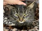 Adopt Gibson is a stunning Maine Coon Mix a Brown Tabby Maine Coon / Mixed (long