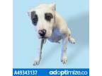 Adopt 49343137 a White Border Terrier / Mixed dog in El Paso, TX (33710791)