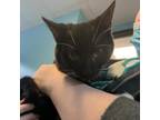 Adopt Edward a All Black Domestic Shorthair / Mixed cat in Gainesville