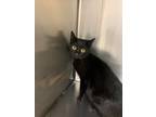 Adopt Catsy a Domestic Shorthair / Mixed (short coat) cat in Jonesboro