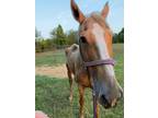 Adopt Sassy a Quarterhorse / Mixed horse in Jonesboro, AR (33711088)