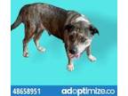 Adopt Ethel a Black Border Terrier / Mixed dog in El Paso, TX (33710974)