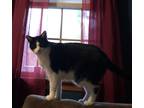 Adopt Patchie a Black & White or Tuxedo Domestic Shorthair / Mixed (short coat)