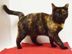 Adopt *RHONI a Tortoiseshell Domestic Shorthair / Mixed (short coat) cat in